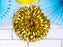 Decorative Rosettes, gold